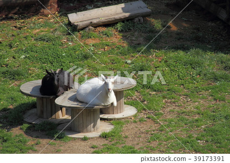 A goat that flies in the early spring 39173391