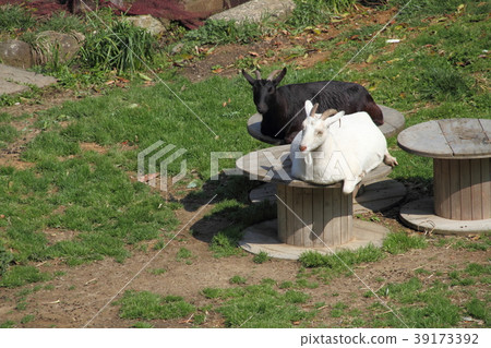 A goat that flies in the early spring 39173392