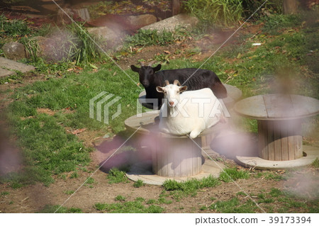 A goat that flies in the early spring 39173394