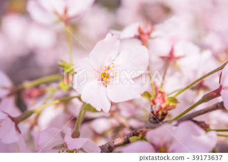 櫻花瓣在盛開關閉 櫻花瓣在盛開關閉 39173637