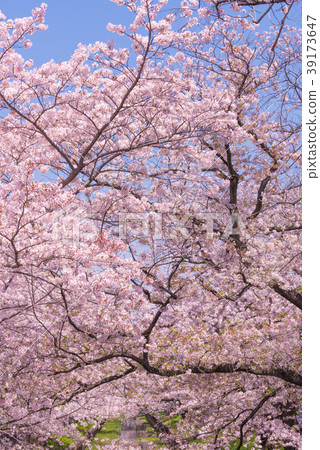 Someday Yoshino in full bloom Someday Yoshino in full bloom 39173647