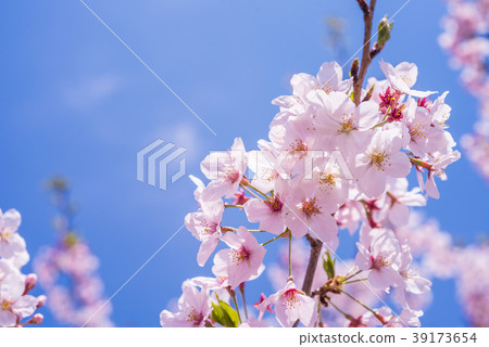 Cherry blossom petals close up in full bloom Cherry blossom petals close up in full bloom 39173654
