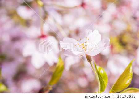 櫻花瓣在盛開關閉 櫻花瓣在盛開關閉 39173655