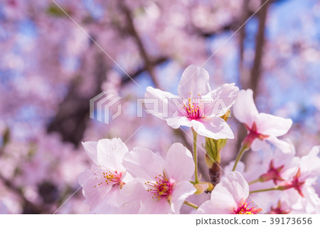 櫻花瓣在盛開關閉 櫻花瓣在盛開關閉 39173656