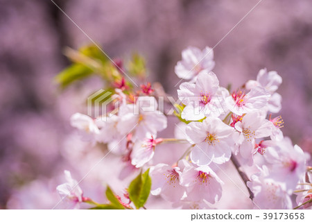 櫻花瓣在盛開關閉 櫻花瓣在盛開關閉 39173658