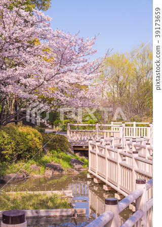 在公園裡盛開,Somei Yoshino盛開 在公園裡盛開,Somei Yoshino盛開 39173659