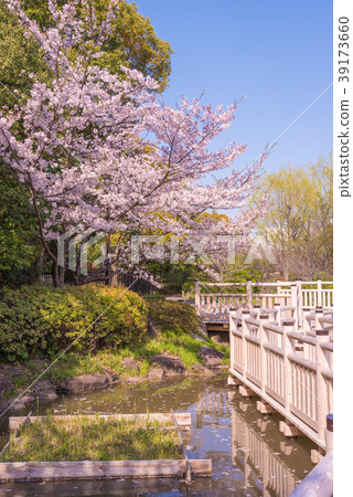 在公園裡盛開,Somei Yoshino盛開 在公園裡盛開,Somei Yoshino盛開 39173660