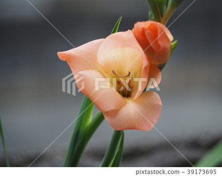 Gladiolus 39173695