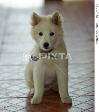White puppies in home White puppies in home 39174414