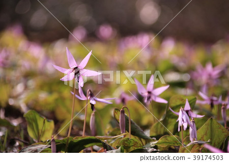 Musashi Murayama開花的花 Musashi Murayama開花的花 39174503