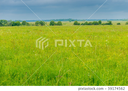 green grass in the spring field 39174562