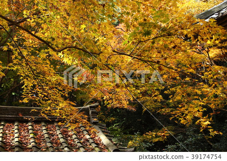 Autumn leaves of Saikoji 39174754