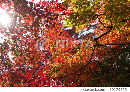 Autumn leaves of Saikoji Autumn leaves of Saikoji 39174755