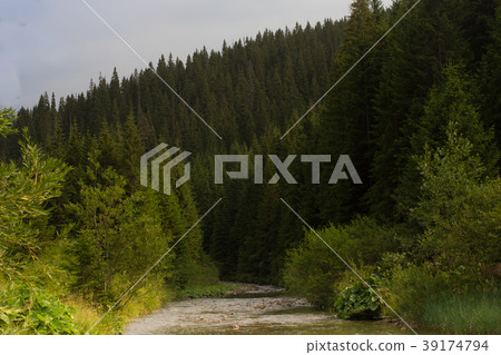 Spruce forest in the Ukrainian Carpathians 39174794