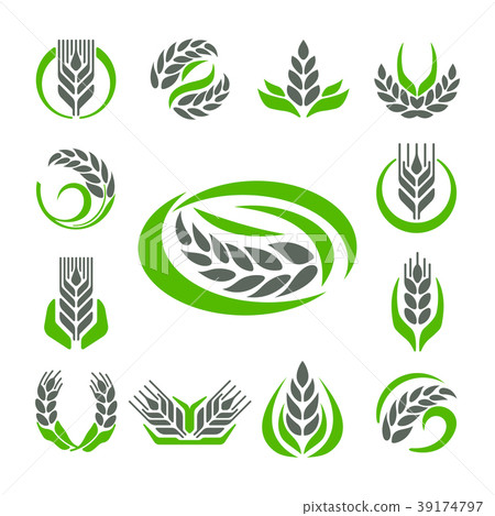 Cereal ears and grains agriculture industry or 39174797