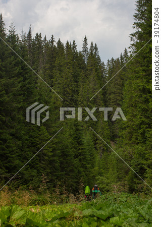Spruce forest in the Ukrainian Carpathians Spruce forest in the Ukrainian Carpathians 39174804