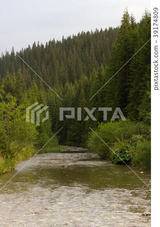 Tree spruce landscape with a beautiful mountain Tree spruce landscape with a beautiful mountain 39174809