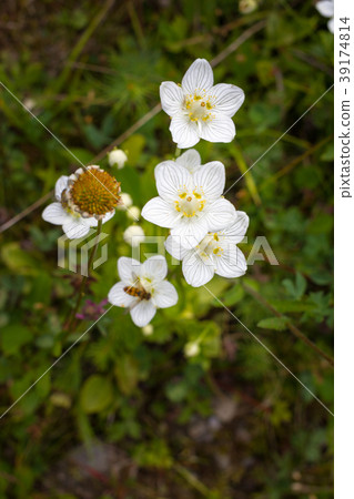 Commonly marsh Grass-of-Parnassus in the 39174814