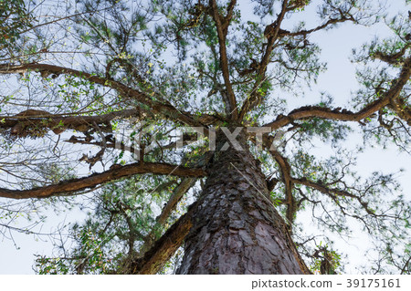 .Green Fir trees 39175161