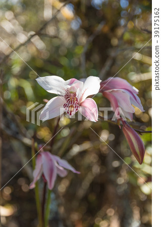 Pink wildflower Pink wildflower 39175162