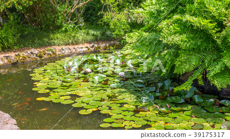 Pink water lilies on a pond in botanical garden 39175317