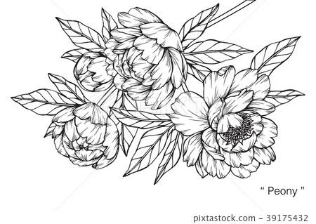 Peony flower drawing illustration. Peony flower drawing illustration. 39175432