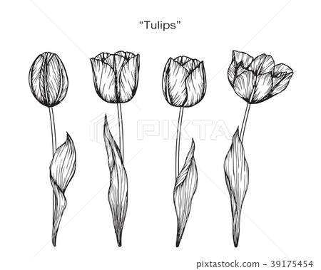 Tulip Flower Drawing Illustration Stock Illustration 39175454 Pixta