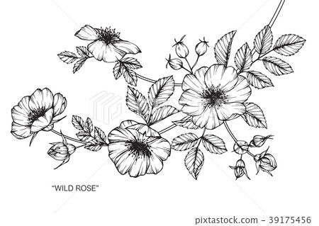 Wild rose flower drawing illustration. - Stock Illustration [39175456 ...