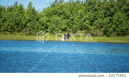 Crane in low flight over water 39175493