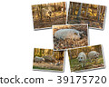 breed of curly pigs  39175720