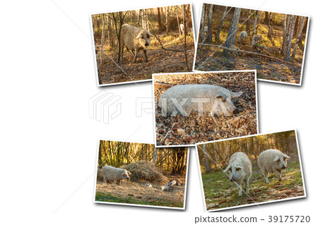 breed of curly pigs  39175720