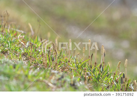 琵琶湖的Tsukushi 琵琶湖的Tsukushi 39175892