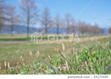 Tsukushi of Lake Biwa 39175895