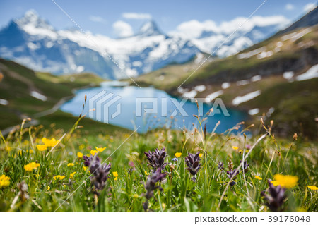 Flowers near Bachsee, Alps, Switzerland 39176048