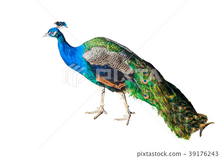 Beautiful Peacock Isolated On White Background 39176243
