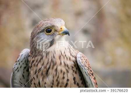 Buzzard with white and brown colors Buzzard with white and brown colors 39176620