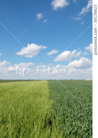 Agriculture, green wheat field Agriculture, green wheat field 39176623