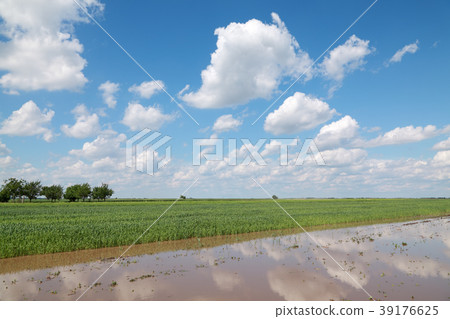 Agriculture, wheat field and flood Agriculture, wheat field and flood 39176625