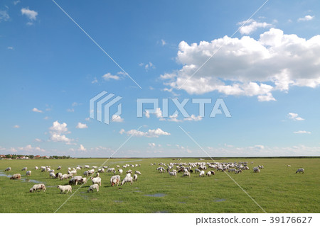 Sheep at meadow 39176627