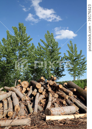 Cut wood in forest Cut wood in forest 39176823