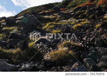 Qingruma Kaho of autumnal leaves blooming in Takayama 39176958