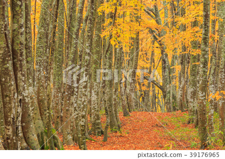 Aomori _ Hakkoda Beech Forest 39176965
