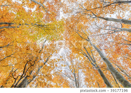 Aomori _ Hakkoda Beech Forest 39177196