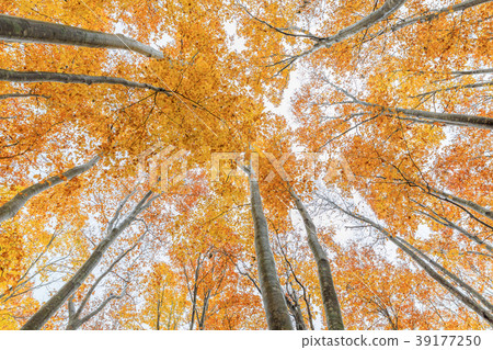 Aomori _ Hakkoda Beech Forest Aomori _ Hakkoda Beech Forest 39177250