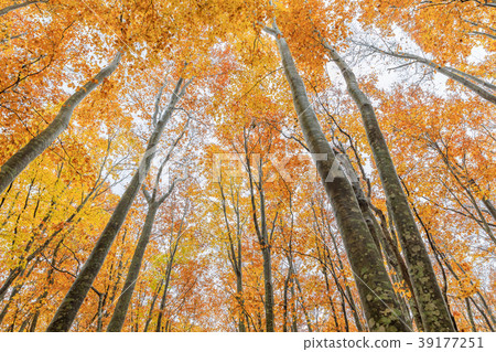 Aomori _ Hakkoda Beech Forest Aomori _ Hakkoda Beech Forest 39177251