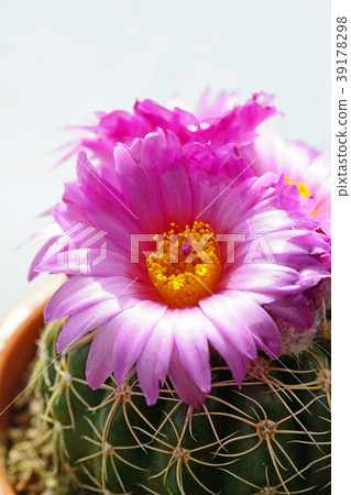 Healing flower cactus in the room 39178298