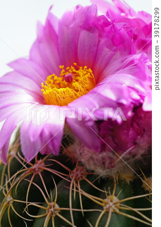 Healing flower cactus in the room Healing flower cactus in the room 39178299