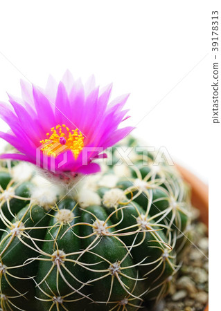Healing flower cactus in the room 39178313