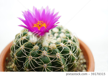 Healing flower cactus in the room 39178315