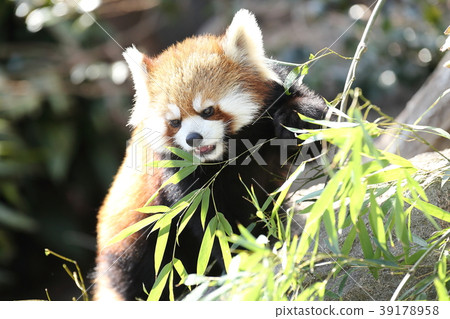 Meal of lesser panda Meal of lesser panda 39178958